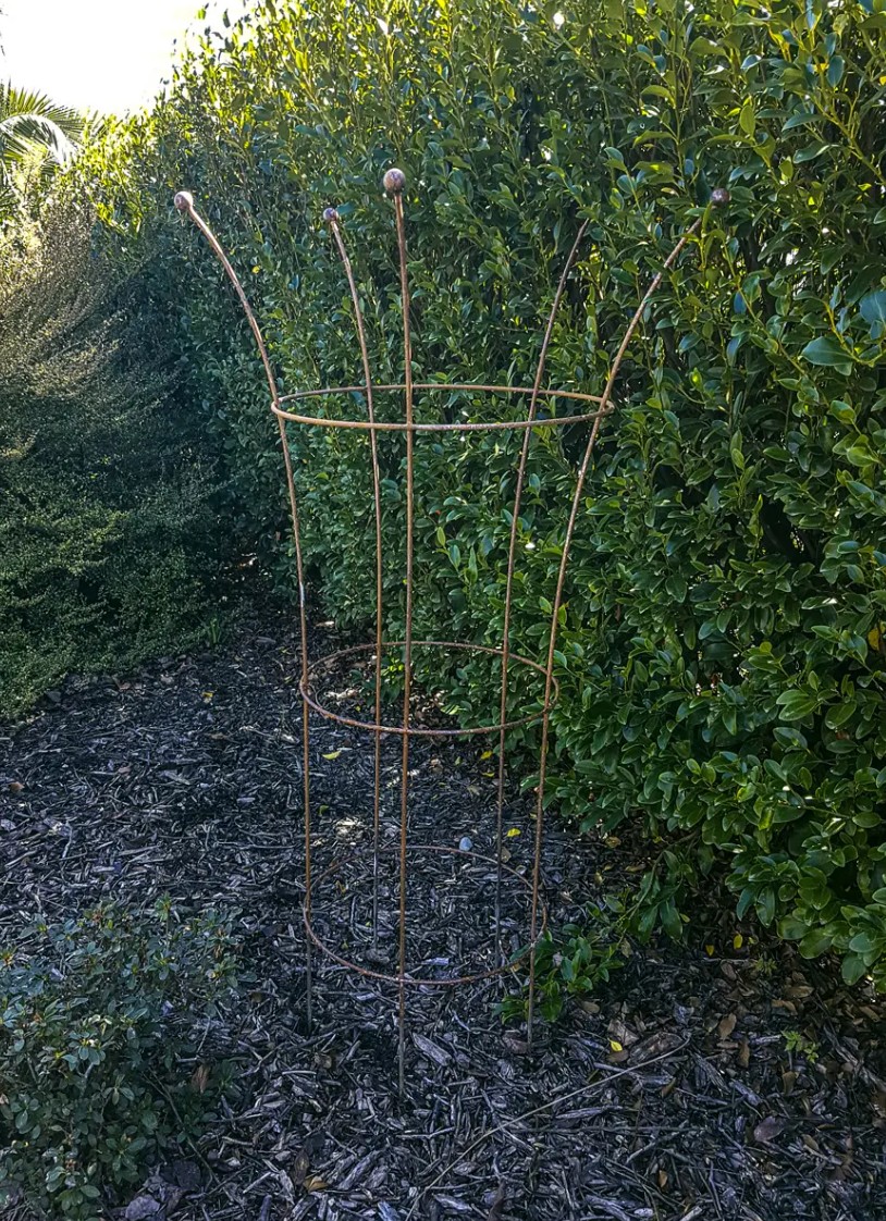 Trumpet Plant Support 3 sizes - Image 6