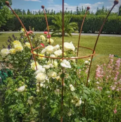 Trumpet Plant Support 3 sizes